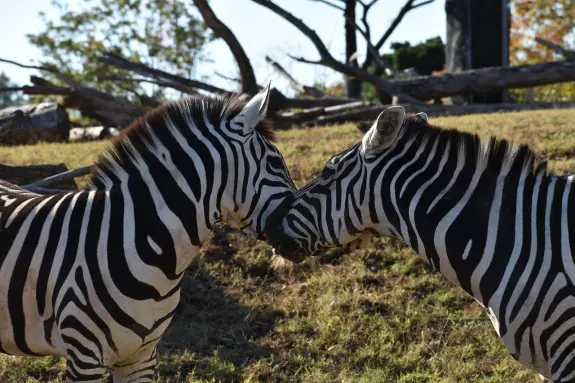 SlotsVentura Casino Tacaíocht